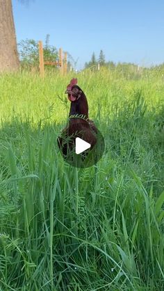 a brown chicken standing on top of a lush green field