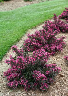 some purple flowers are growing in the dirt and mulchs on the ground next to grass