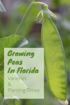 a plant with the words growing peas in florida varieties and planting times written below it