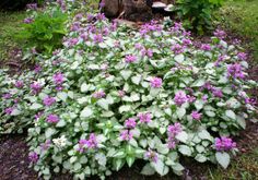 purple and white flowers are growing in the ground next to a tree stump with a birdbath on it