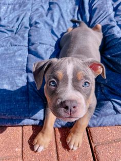 a dog laying on top of a blue blanket next to a red brick floor with it's eyes wide open