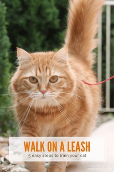 an orange cat walking on a leash with the caption walk on a leash 5 easy steps to train your cat