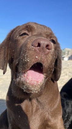 a close up of a dog with sand on its face