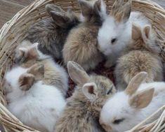 several rabbits in a basket on the floor