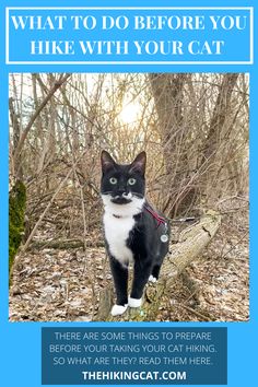 a black and white cat standing on top of a tree stump with the caption, what to do before you hike with your cat