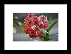 orchid, red, flower, bloom, blossom, plant, nature, naples botanical garden, florida michiale schneider photography