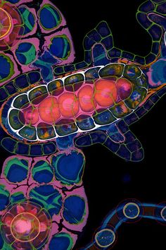 an animal cell is shown with different colors and patterns on it's back side