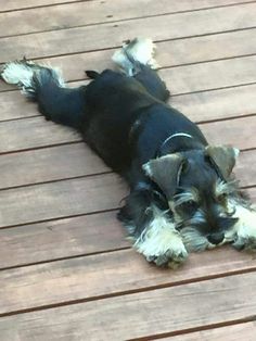 a small black and white dog laying on top of a wooden floor