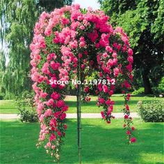 pink flowers growing on the side of a tree in a park with green grass and trees behind it