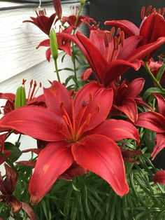 some red flowers are in a pot outside