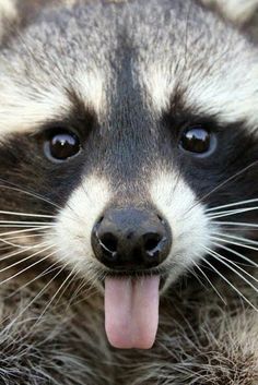 a raccoon with its tongue hanging out