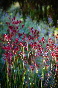 red flowers are growing in the grass near some blue and green plants with long stems