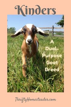 a goat standing on top of a lush green field