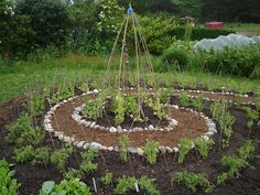 a garden with various plants growing in it