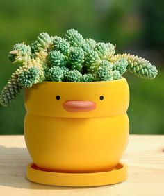 a yellow potted plant sitting on top of a wooden table