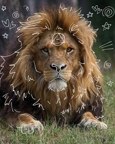 a lion laying in the grass with its head turned to look like it has been drawn on