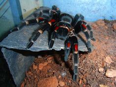 a large spider sitting on top of a rock