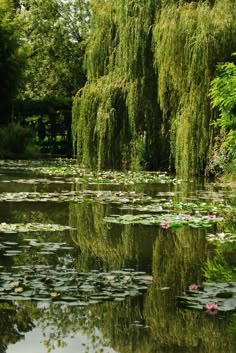 water lilies are growing on the banks of a pond