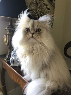 a fluffy white cat sitting on top of a wooden table next to a wall lamp