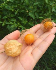 two oranges are sitting in the palm of someone's hand, one is peeled