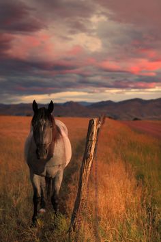 a white horse standing next to a wooden fence in a field with mountains in the background