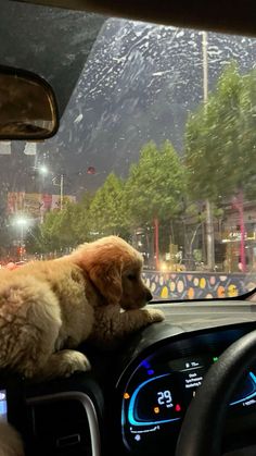 a dog sitting on the dashboard of a car