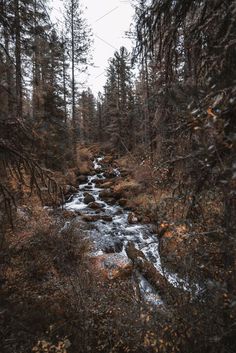 Deep taiga forest with water stream Taiga Aesthetic Nature, Taiga Forest Aesthetic, Taiga Biome Aesthetic, Taiga Aesthetic, Taiga Landscape, Forest With Water, Taiga Biome, Stream Aesthetic, Taiga Forest