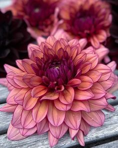 pink and orange flowers sitting on top of a wooden bench