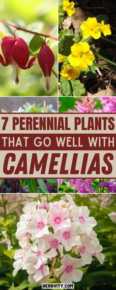 flowers and plants with the words 7 perennial plants that go well with camellias