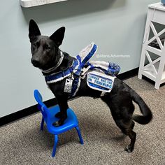 a black dog standing on top of a blue chair in front of a white wall