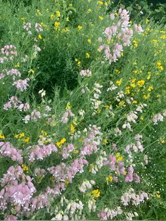 some pink and yellow flowers are in the grass