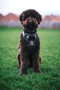 a brown dog sitting on top of a lush green field