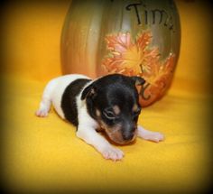 a small black and white dog laying on top of a yellow blanket next to a pumpkin