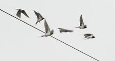 a flock of birds flying over a power line