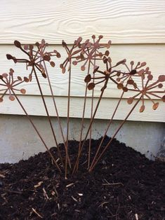 the plant is growing out of the dirt in front of the house's door