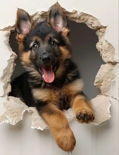 a german shepherd puppy looking through a hole in the wall with his paw hanging out