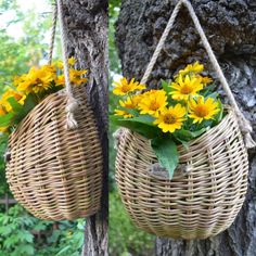 two baskets hanging from a tree with yellow flowers in them and the same basket attached to it