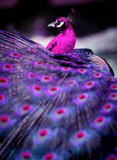 a purple and blue bird with feathers on it's back