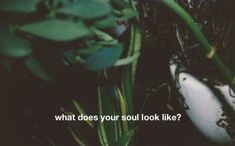 a plant with the words what does your soul look like?