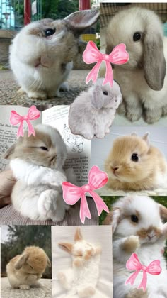 Baby Animals, Cute Animals