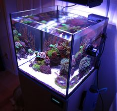 a fish tank filled with lots of different types of corals and other marine life