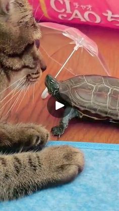 a cat playing with a turtle on the floor