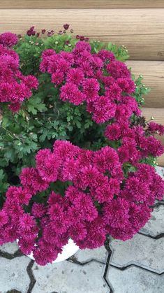 purple flowers are growing in a pot on the ground