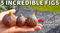 there are three figs in the hand with an arrow pointing to them that says, 5 incredible figs