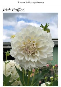 a large white flower with green leaves in the foreground and a building in the background