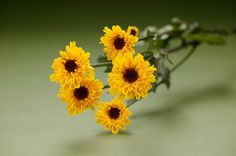 three yellow sunflowers on a green surface