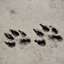 an animal's paw prints in the snow