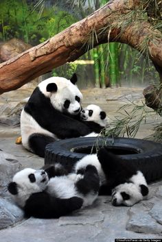 three panda bears are playing with each other