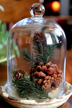 a glass clochel with pine cones and evergreen needles under it on a wooden table