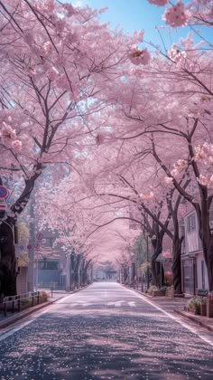 the street is lined with pink cherry blossom trees and houses on either side are shown in full bloom